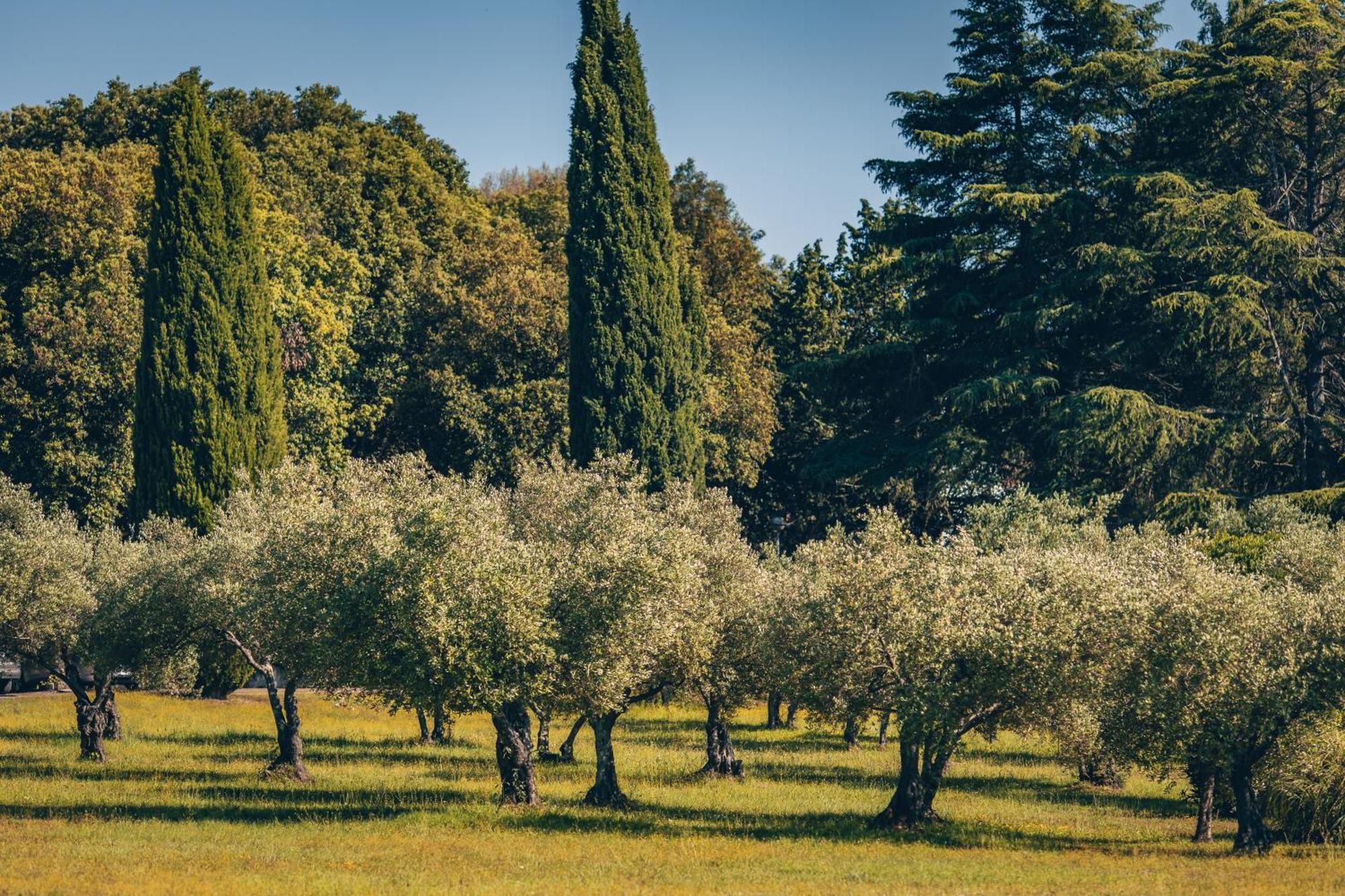 Maistra Camping Koversada Uncovered Naturist Pitches Vrsar Εξωτερικό φωτογραφία